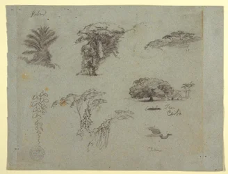 Tekening, Botanische schetsen uit Zuid-Amerika: een palm, boomgroepen, hangende twijgen, een grote boom naast een huis en een vliegende kraanvogel, 1853, waarschijnlijk mei