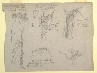 Tekening, Botanische studies gemaakt van de Rio Magdalena, Colombia:  Parasiet, Dode boom, 1853