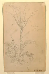 Tekening, Botanische studies van boom, mei-juni 1857