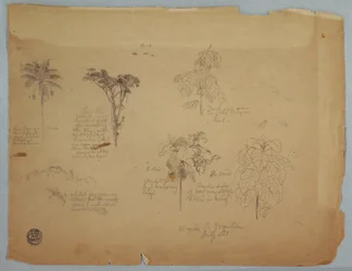 Tekening, Botanische studies met vliegende papegaaien, Boquia, Colombia, juli 1853