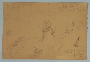 Tekening. Botanische en Wolkenschetsen nabij Quito, Ecuador