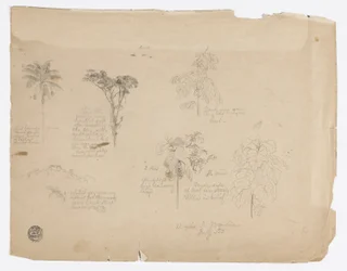 Tekenen.  Botanische schetsen uit Colombia.