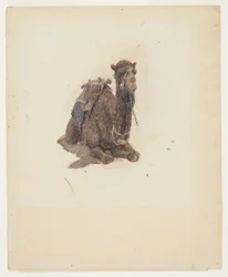 Tekening, hurkende dromedaris, 1868