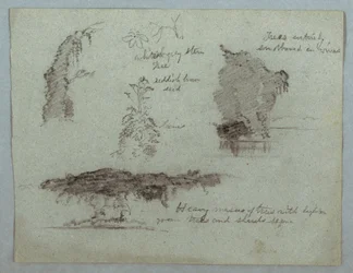 Tekening, Details van bloemen, planten en bomen langs een rivieroever, Rio Magdalena, Colombia, 1853, waarschijnlijk mei