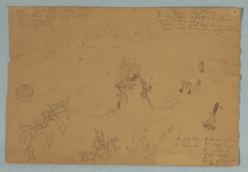 Tekening, Tekening.  Botanische en wolkenschetsen bij Quito, Ecuador, 24 juni 1857