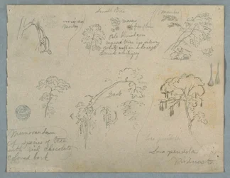 Tekening, Vijf botanische studies met een hangende aap, waarschijnlijk Colombia, 1853