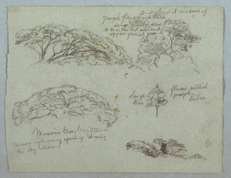 Tekening, Vijf studies van boomtoppen, Rio Magdalena, Colombia, 1853, waarschijnlijk mei
