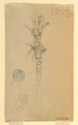 Tekening, bladeren en stam van een palmboom, Aspinwall, Panama, 15 mei 1857