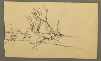 Tekening, Middendoorsnede van een dode boomstam, 1877