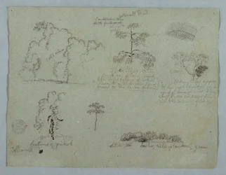 Tekening, Natuurstudies waaronder een Kandelaarboom met een luiaard, Rio Magdalena, Colombia, mei 1853