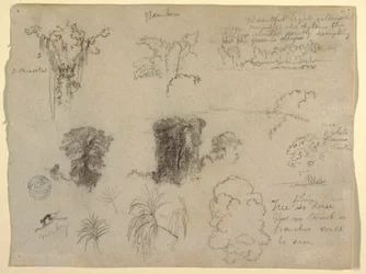 Tekening, Natuurstudies, waarschijnlijk uit Colombia: Aap, parasieten en bomen, 1853