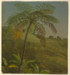 Tekening, Palm Tree, Jamaica, juni 1865