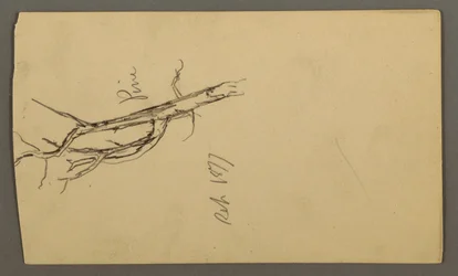 Tekening, Dennen, september 1877