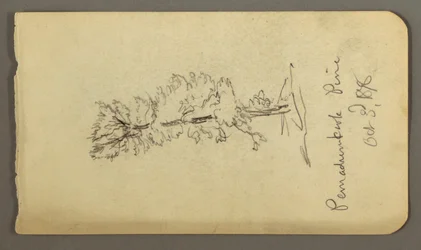 Tekening, Dennenboom, 1878