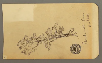 Tekening, Pine Tree, 3 oktober 1878