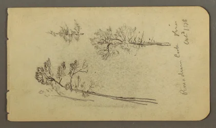 Tekening, Pijnboomstudies, 1878