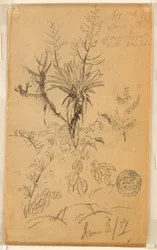Tekening, Studie van planten en bomen, 2 juni 1857