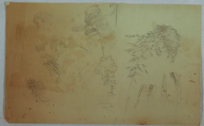 Tekening, Studies van boomtoppen en bamboe, Jamaica, augustus 1865