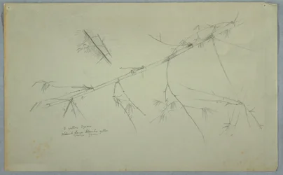 Tekening, Studie van bamboe, Jamaica, mei-augustus 1865