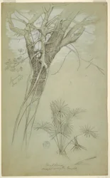 Tekening, Studie van boomstam, parasiet en palmplant, Jamaica, juni 1865