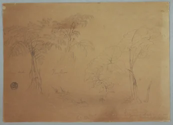 Tekening, Studie van twee bomen en drie planten, bij Jorje, Ecuador, 23 juli 1857