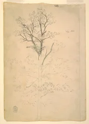 Tekening, Boom, september 1844