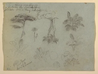 Tekening, Boomstudies gezien vanaf de Rio Magadalena, Colombia, 1853