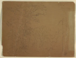 Tekening, Bomen, Grand Manan Eiland, Canada, 1851