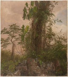 Vijgenboom en wilde philodendron