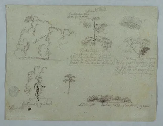Natuurstudies inclusief een Kandelaarboom met een Luiaard, Rio Magdalena, Colombia