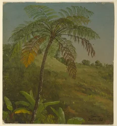 Palmboom, Jamaica