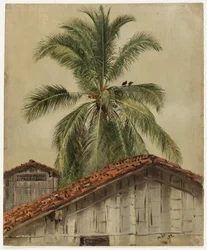 Palmbomen en boomtoppen, Ecuador