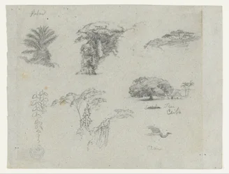 Schetsen van Zuid-Amerika.  Botanische schetsen.   Vliegende kraanvogel.