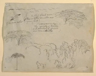 Studies van vogels en bomen gezien vanaf de Rio Magdalena, Colombia