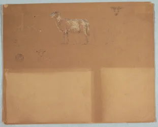 Studies van Schapen, Ecuador of Colombia