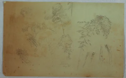 Studies van boomtoppen en bamboe, Jamaica