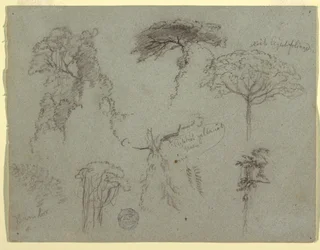 Studies van bomen, Ecuador