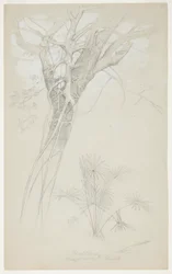 Studie van Boomstam, Parasietwijnstok en Palmplant, Jamaica