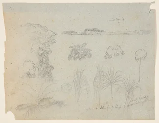 Studie met boomtoppen, bomen, vijf ontwerpen van planten en een ver eiland