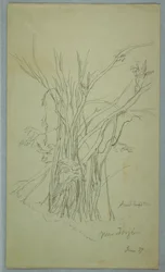 Boom met veel gescheiden stammen bij Jorje, Ecuador