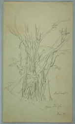 Boom met veel gescheiden stammen bij Jorje, Ecuador, juni 1857