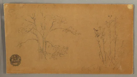 Bomen en Planten, Alant