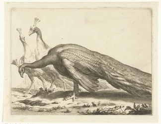Pauwen; Het teekenboek van Abraham Bloemaert (series title)