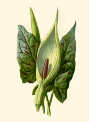 Aronskelk of gevlekte aronskelk, 1877