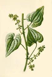 Zwarte Bryony, 1877