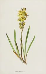 Moerasorchis