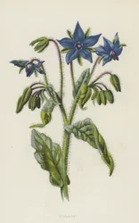 Bernagie