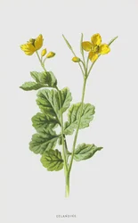 Stinkende Gouwe