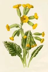 Sleutelbloem, 1877