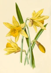 Narcis